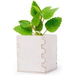 Peppermint with flower pot wooden box