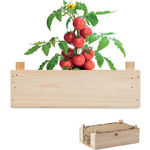 Tomato Kit In Wooden Crate