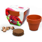 5cm Terracotta Pot
