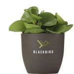 Coffee Flowerpot