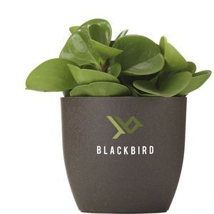 Coffee Flowerpot