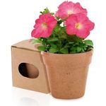 Flower pot 5-8 petunia seeds and soil (6.5x6.2 cm)