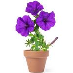 Flower pot 5-8 petunia seeds and soil