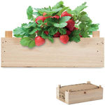 Strawberry Kit In Wooden Crate