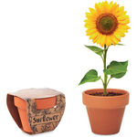 Terracotta Pot 'Sunflower'